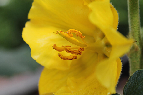 Fremontodendron 2